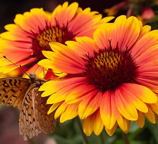 Pollenators of another sorts.jpg