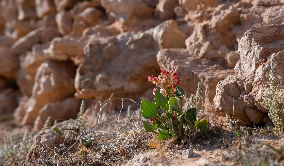 Wild Sorrel Preserves Arabian Peninsula Culinary Heritage