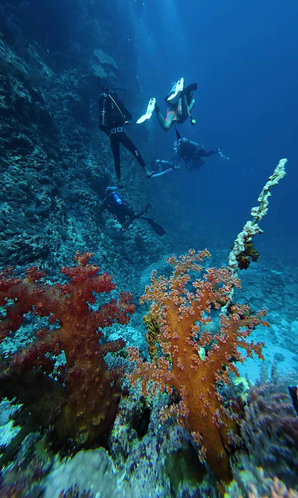 Diving in Jazan highlights coral reefs as marine tourism grows