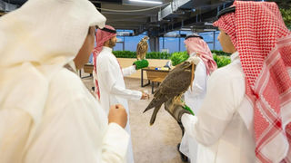 Saudi Falcons Club Ensures Secure Transactions at 2025 International Falcon Breeders Auction