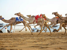 Crown Prince Camel Festival’s First Trophy Races Set for Saturday in Taif