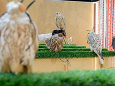 Slovenian Breeding Farm Debuts at International Falcon Breeders Auction