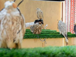 Slovenian Breeding Farm Debuts at International Falcon Breeders Auction