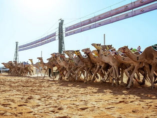Saudi Camels Claim Three Cups, 34 Titles in Laqaya Category at 2025 Saudi Olympic Cup