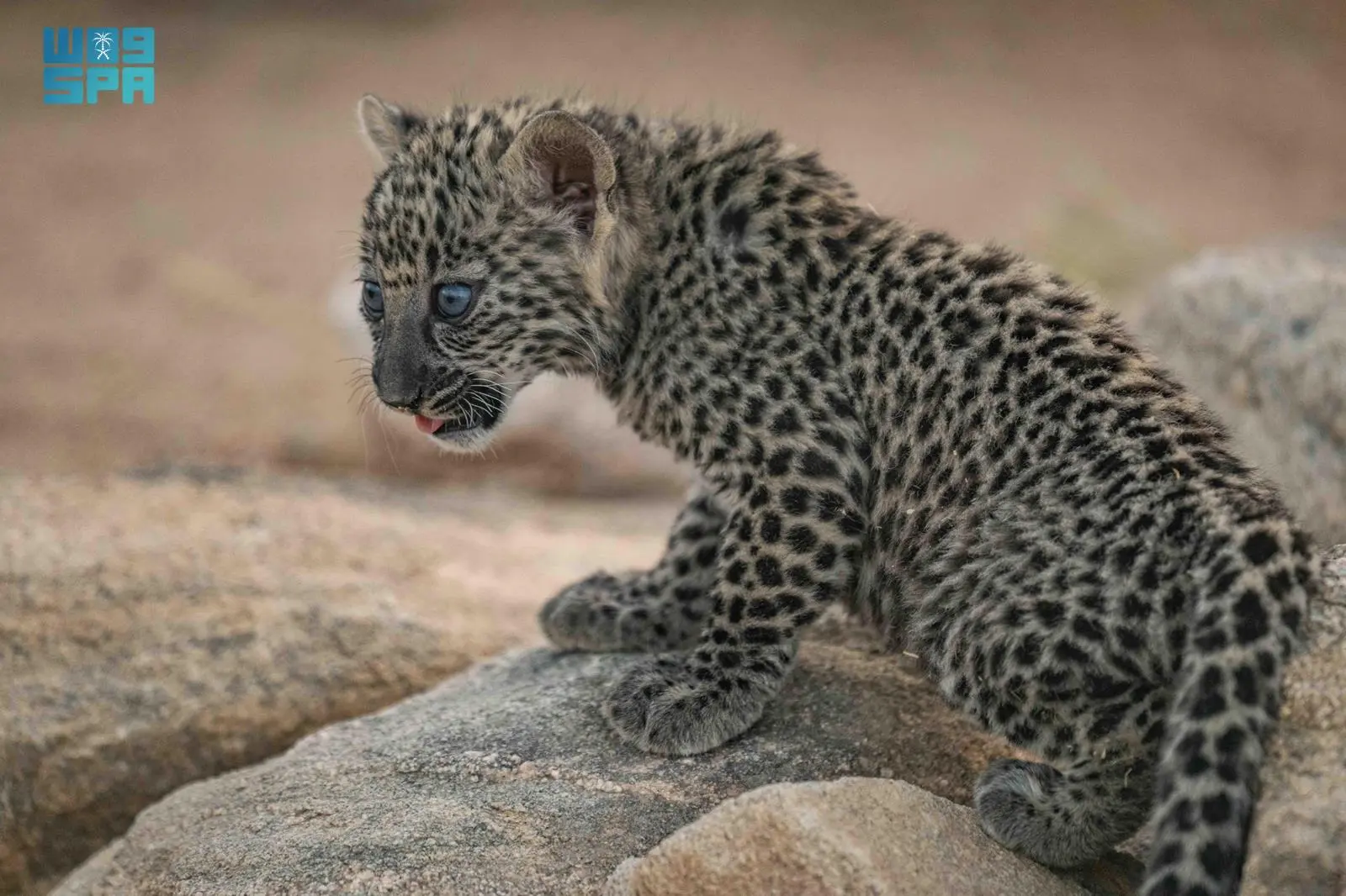 Royal Commission for AlUla Welcomes Seven New Arabian Leopard Cubs, Bolstering Conservation Efforts