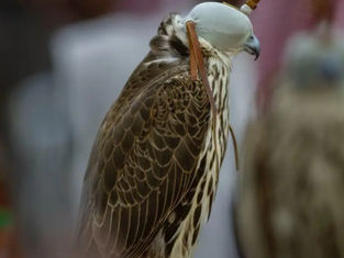 Saudi Falcons Club Adds Mongolian Falcon Rounds to King Abdulaziz Falconry Festival 2025