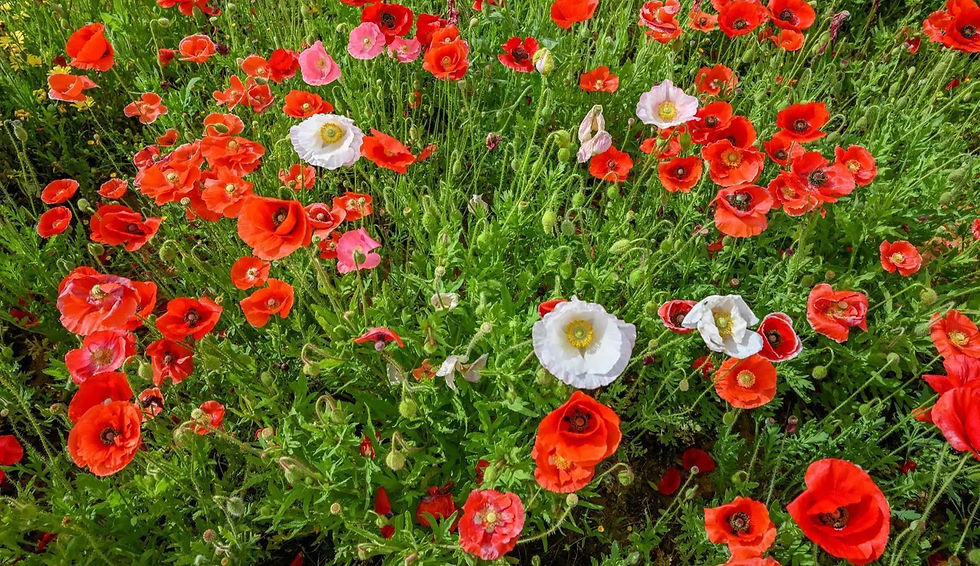 Al-Didhan Reserve in Hail Draws Tourists with Scenic Landscapes and Rich Flora