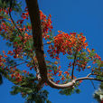More Than 18,000 Poinciana Trees Enhance Najran Urban Landscape