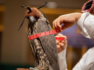 International Falcon Breeders Auction Showcases Global Breeding Methods