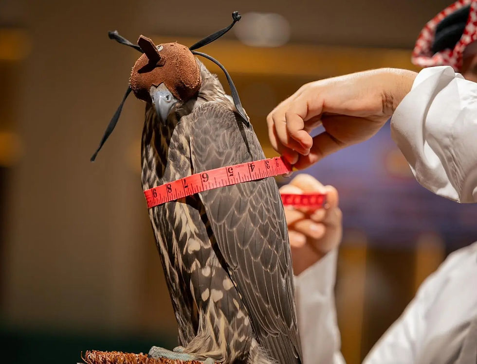 International Falcon Breeders Auction Showcases Global Breeding Methods