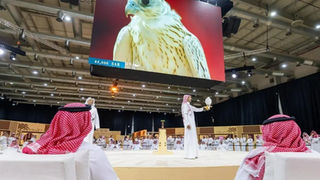 Falcon from Slovenia Sells for SAR151,000 at International Falcon Breeders Auction in Saudi Arabia