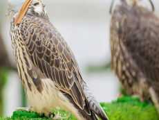 International falcon shipments arrive in Saudi Arabia ahead of Malham auction