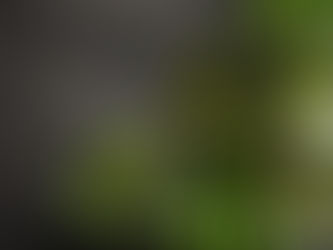 Green tea, walnuts and aquatic plant Mankai linked to slower brain aging, study finds