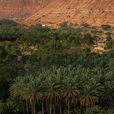RCU Launches Khayrat AlUla Agricultural Season for 2026–2027