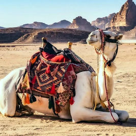 KAUST develops low-cost AI drone system to track camels and study migration patterns