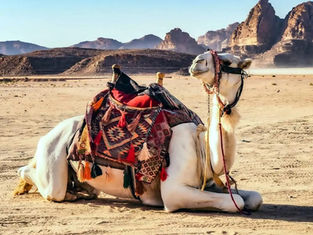 KAUST develops low-cost AI drone system to track camels and study migration patterns