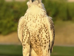 International Saudi Falcons and Hunting Exhibition 2025 Opens in Riyadh on Thursday