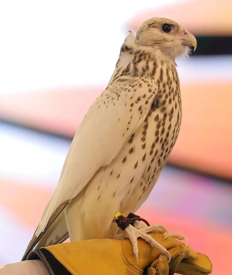 International Falcon Breeders Auction Set to Return in August 2025