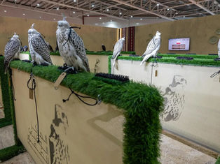 Polish Fire Falcon Farm Highlights Breeding Program at International Falcon Breeders Auction