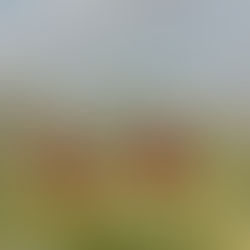 Blooming anemones bring spring color to Northern Borders desert