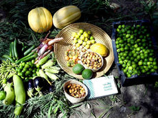 Al-Ahsa Oasis Maintains Year-Round Produce Output Despite High Temperatures