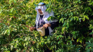 Saudi Arabia Celebrates International Coffee Day, Showcasing Rich Coffee Traditions