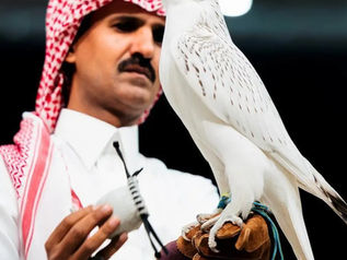 Super White Falcon Sells for SAR1.3 Million at International Falcon Breeders Auction 2026