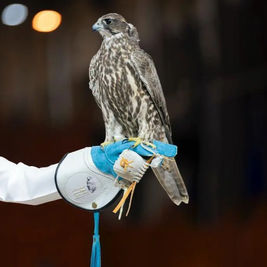 Two Mongolian Saker Falcons Sell for SAR476,000 at Saudi Falcons Exhibition