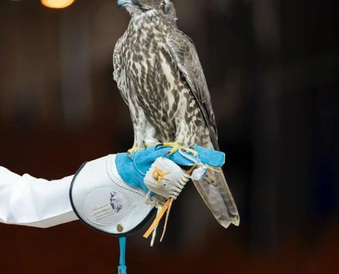 Two Mongolian Saker Falcons Sell for SAR476,000 at Saudi Falcons Exhibition