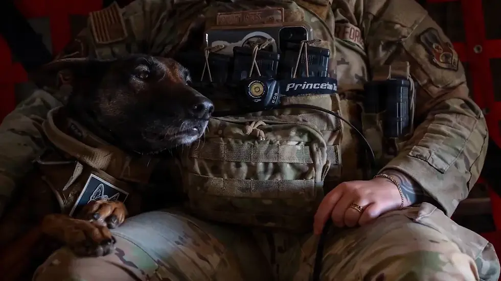 United States Central Command Highlights Military Working Dogs on National Dog Day