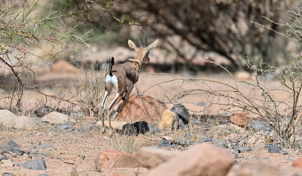 Saudi Arabia Releases 22 Endangered Wildlife Species in Al-Bayda Park to Support Biodiversity