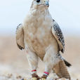 Saudi Wildlife Center Extends Deadline to Regularize Unlicensed Wildlife Possession