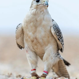 Saudi Wildlife Center Extends Deadline to Regularize Unlicensed Wildlife Possession