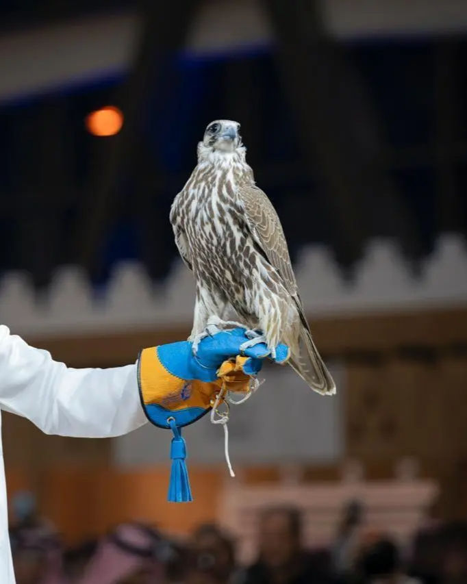 International Saudi Falcons and Hunting Exhibition 2026: Two Mongolian Falcons Sell for SAR800,000