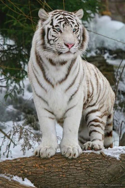 white tiger