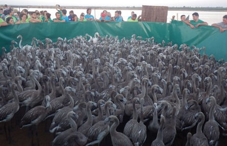Anillamiento de flamencos en las Marismas del Odiel