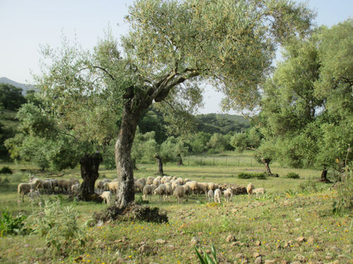 La finca custodiada por O-Live es declarada Reserva Ecológica