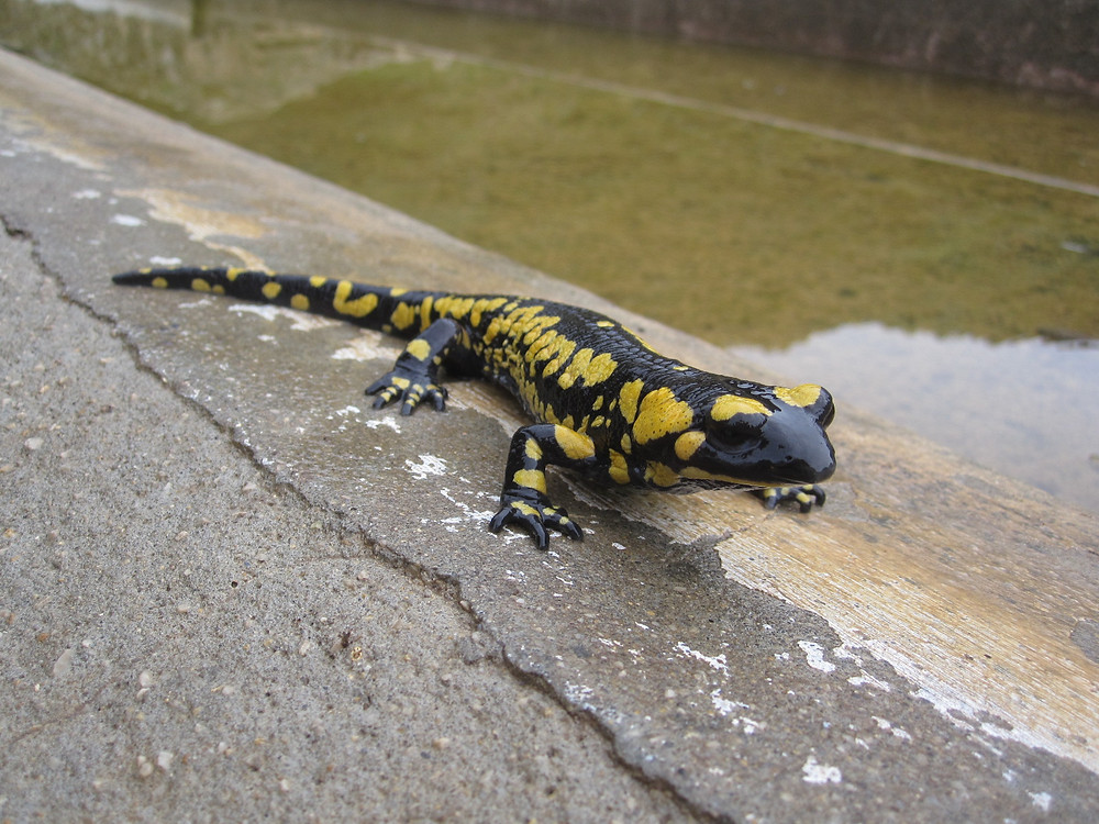 Salamandra penibética