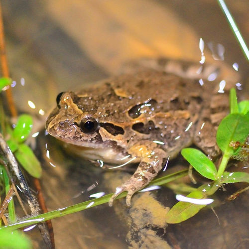 Anfibios de Andalucía: conservación y sensibilización