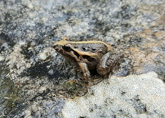 Sapillo pintojo
