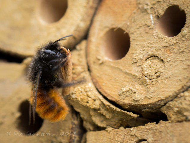 abeja solitaria