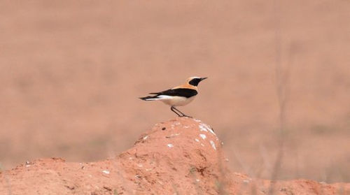 Conocemos a los miembros de la Andalucía Bird Society