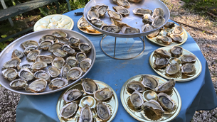 Bassin de Thau : Allons-nous avoir des huîtres pour Noël ?