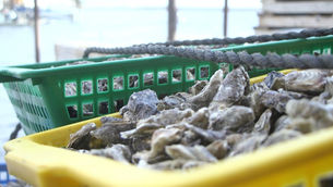 Étang de Thau : huîtres et moules de retour à la vente après deux mois d’interdiction