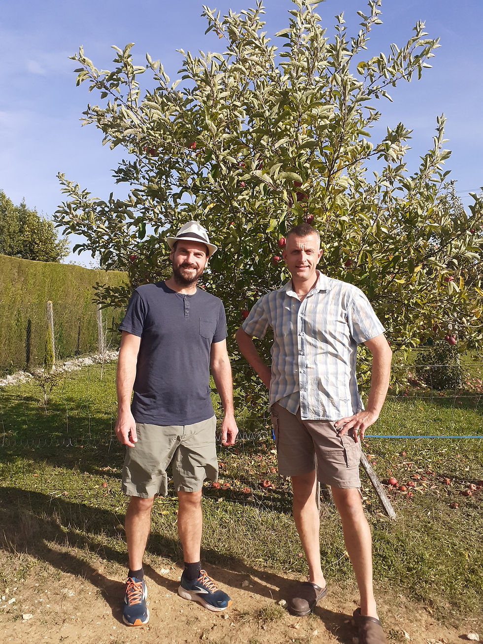 Pomme de Vincent