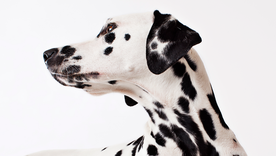 Dalmatian Dog