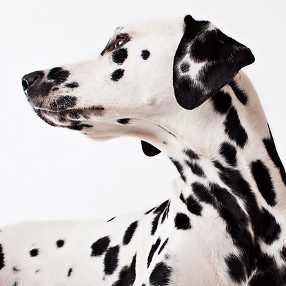 Dalmatian Dog