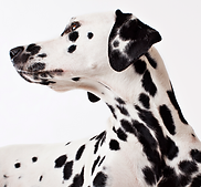 Dalmatian Dog