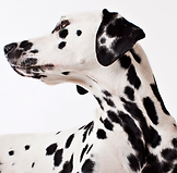 ダルメシアン犬