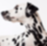ダルメシアン犬
